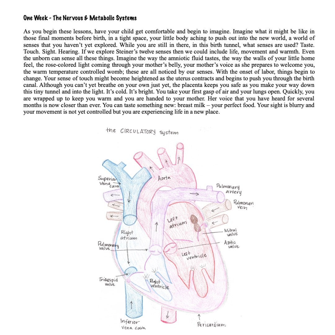 Waldorf Essentials Class 7 Hard Copy Curriculum & Training